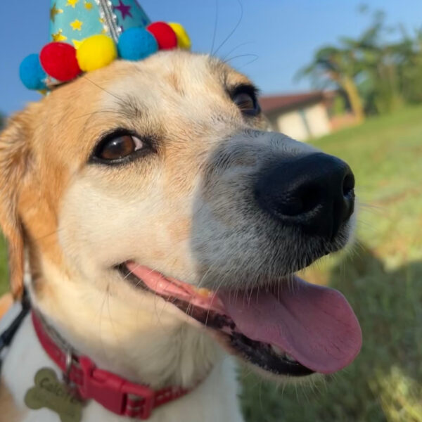 My Final Goodbye to Calcifer, my Bestfriend